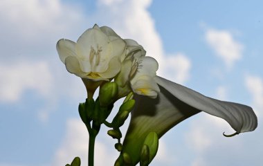 Mavi arka planda güzel bir çiçek buketi