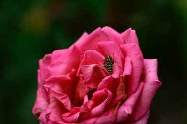 Güneşli yaz gününde bahçede büyüyen güzel bir gül. 