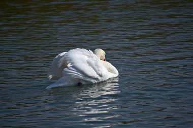 Güzel beyaz kuğu yaz günü göl yüzeyinde yüzüyor. 