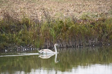 Güzel beyaz kuğu yaz günü göl yüzeyinde yüzüyor. 