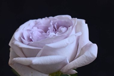 Koyu arkaplanda güzel bir gül çiçeği, yaz konsepti, yakın görüş  