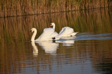 Güzel beyaz kuğular yaz günü göl yüzeyinde yüzerler. 