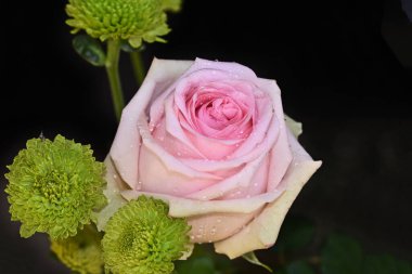 Koyu arkaplanda güzel çiçekler, yaz konsepti, yakın manzara  