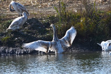Yaz günü gölün kıyısında duran güzel beyaz kuğular. 