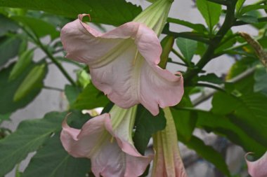 İnanılmaz çiçeklerin açtığı yere yakın.