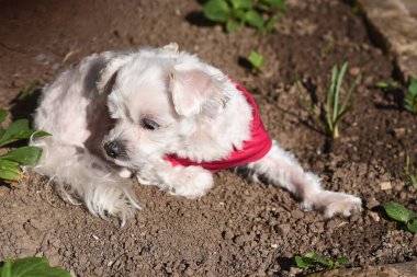 Tatlı köpek yaz günü dışarıda eğleniyor.