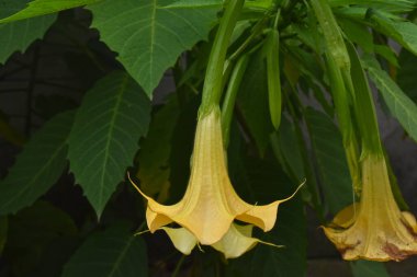 İnanılmaz çiçeklerin açtığı yere yakın.