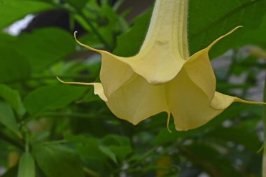 İnanılmaz çiçeklerin açtığı yere yakın.