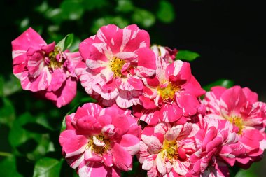 Güneşli yaz gününde bahçede büyüyen güzel güller. 