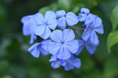 Güneşli yaz gününde bahçede yetişen güzel çiçekler. 