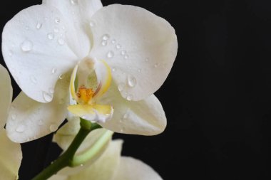 Koyu arkaplanda güzel çiçekler, yaz konsepti, yakın manzara  