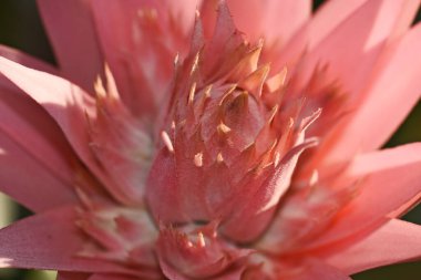 Güneşli yaz gününde bahçede yetişen güzel çiçekler. 