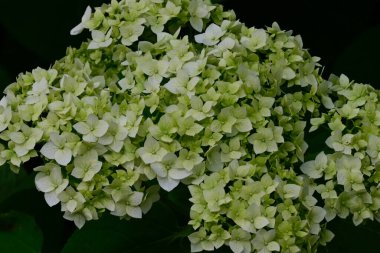 Güneşli yaz gününde bahçede yetişen güzel çiçekler. 