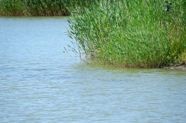 Gölette büyüyen yeşil bitkiler
