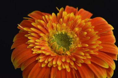 Güzel Gerbera koyu arkaplan, yaz konsepti, yakın görüş  