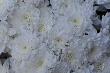 Karanlık arka planda güzel kasımpatılar, yaz konsepti, yakın görüş  