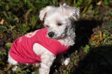 Tatlı köpek yaz günü dışarıda eğleniyor.