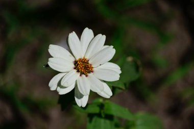 Güneşli yaz gününde bahçede yetişen güzel çiçekler. 