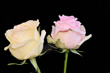 Koyu arkaplanda güzel güller, yaz konsepti, yakın manzara  