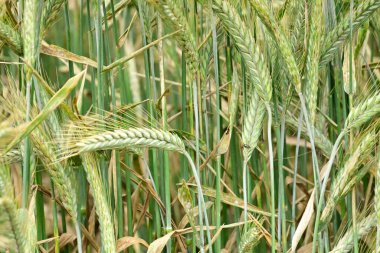 Yaz günü bahçede yeşil bitkiler