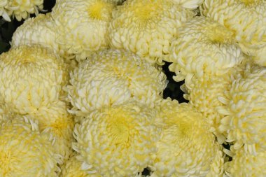 Karanlık arka planda güzel kasımpatılar, yaz konsepti, yakın görüş  