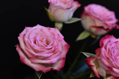 Koyu arkaplanda güzel çiçekler, yaz konsepti, yakın manzara  