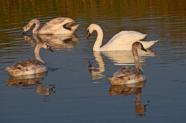 Güzel beyaz kuğular yaz günü göl yüzeyinde yüzerler. 