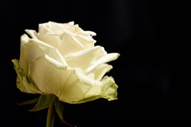 Güneşli yaz gününde bahçede büyüyen güzel bir gül. 