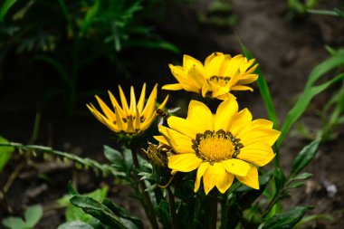 Dışarıda yetişen güzel çiçekler, yaz konsepti, yakın manzara.  