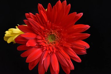 Koyu arkaplanda güzel Gerbera çiçekleri, yaz konsepti, yakın görüş  