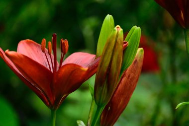 Güneşli yaz gününde bahçede yetişen güzel zambak çiçekleri. 