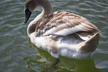 Güzel beyaz kuğu yaz günü göl yüzeyinde yüzüyor. 