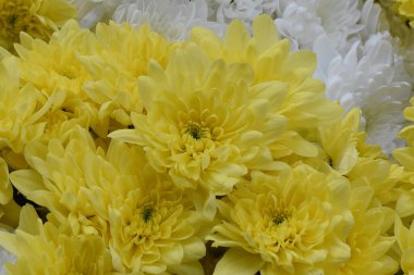 Karanlık arka planda güzel kasımpatılar, yaz konsepti, yakın görüş  