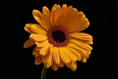 Güzel Gerbera koyu arkaplan, yaz konsepti, yakın görüş  