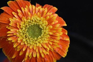 Koyu arkaplanda güzel çiçekler, yaz konsepti, yakın manzara  