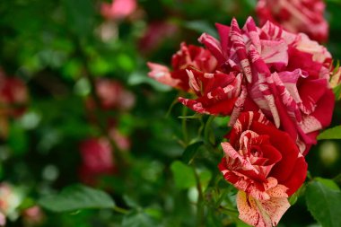 Bahçedeki güzel çiçekler