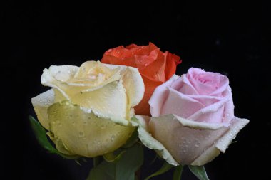 Koyu arkaplanda güzel güller, yaz konsepti, yakın manzara  