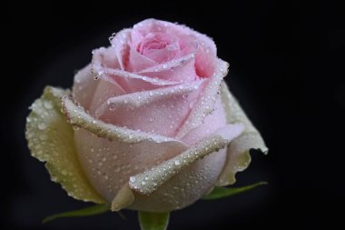 Koyu arkaplanda güzel bir gül çiçeği, yaz konsepti, yakın görüş  