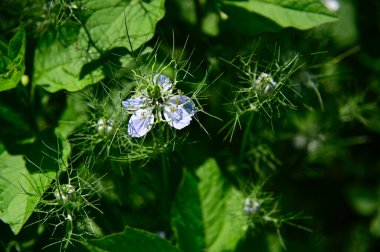 Güneşli yaz gününde bahçede yetişen güzel çiçekler. 