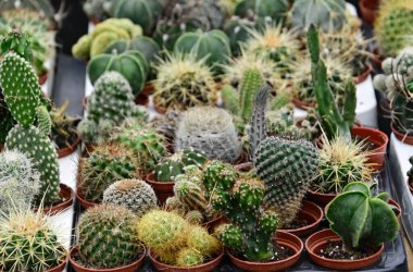 Güzel kaktüs koleksiyonu, yaz konsepti, yakın manzara.