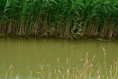 Gölette büyüyen yeşil bitkiler