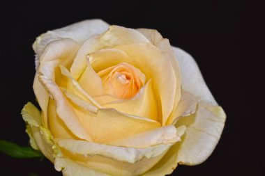 Koyu arkaplanda güzel bir gül çiçeği, yaz konsepti, yakın görüş  