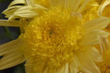 İnanılmaz çiçeklerin açtığı yere yakın.