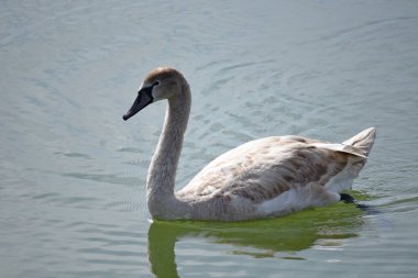 Güzel beyaz kuğu yaz günü göl yüzeyinde yüzüyor. 