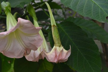 İnanılmaz çiçeklerin açtığı yere yakın.