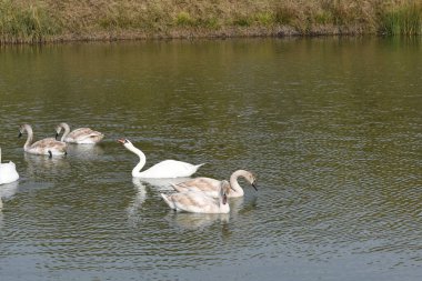 Güzel beyaz kuğular yaz günü göl yüzeyinde yüzerler. 