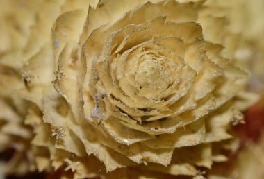 Bulanık arkaplanda kuru çiçek, yakın görünüm  