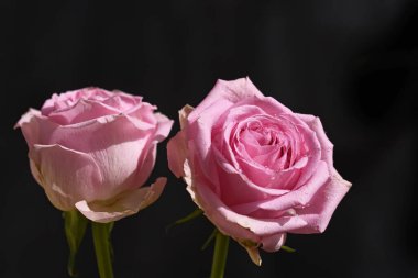 Koyu arkaplanda güzel çiçekler, yaz konsepti, yakın manzara  