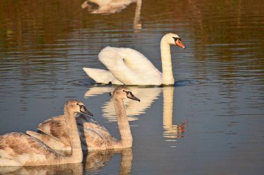 Güzel beyaz kuğular yaz günü göl yüzeyinde yüzerler. 