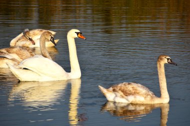 Güzel beyaz kuğular yaz günü göl yüzeyinde yüzerler. 